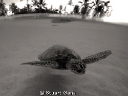 Over / under of a turtle done in sepia. by Stuart Ganz 